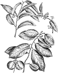 Nutmeg is the common name of <i>myristica fragrans</i>. Illustrated are the upper sprays from the staminate tree.
