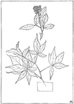 Pictured is Linnaeus' sheet of <i>rubus canadensis</i>, Canadian blackberry. It is a thornless blackberry.