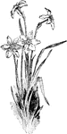 Poet's narcissus and pheasant's eye are the common names of <i>narcissus poeticus</i>. The flowers are fragrant and white. It is recognized by the red margined, short corona.