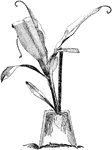Illustrated is a good method of propagating nepenthes. The cutting is placed in an inverted pot. In the illustration the pot is cut in two vertically to show how the roots form in the air.