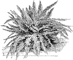 <i>Nephrolepis bostoniensis</i> is a free growing fern with dark green, spreading leaves. It is good as a pot plant or in baskets.