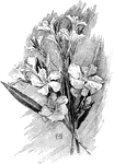 Oleander and rose bay are the common names of <i>nerium oleander</i>. It is native to the Mediterranean region.