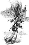 Pictured is a coconut tree. The coconut is the most important of tropical nuts.