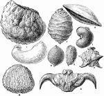 Pictured are various types of nuts. (1) Peruvian almond husk above, nut below, (2) Tabebuia, (3) Betel nut, (4) Chilian nut, (5) Pistachio, (6) Pili nut, (7) Marking nut, (8) Water chestnut, and (9) Singhara Nut.