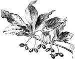 <i>Nyssa sylvatica</i> has several common names including tupelo, pepperidge, black gum, and sour gum. The leaves are oval shaped with fine hairs along the veins. The fruits are less than an inch long and nearly black.