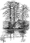 The common names of <i>nyssa sylvatica</i> are tupelo, pepperidge, black gum, and sour gum. The tree grows to 100 feet tall. The slender branches form a flat topped, cylindrical head.