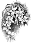 <i>Odontoglossum crispum</i> flowers are produced at any season of the year. The flowers are white and spotted with crimson are brown.