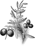 Pictured is an olive branch in flower and fruit. Olives yield oil and are also prepared as a food/condiment.