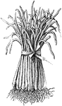 Welsh onion is the common name of <i>allium distulosum</i>. It is a cultivated species.