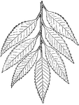 A chestnut branch. Chestnuts branches are usually green in color and have edible nuts.
