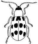 A destructive insect of corn. Also called a cucumber beetle. Diabrotica is the name of the genus with which this insect belongs