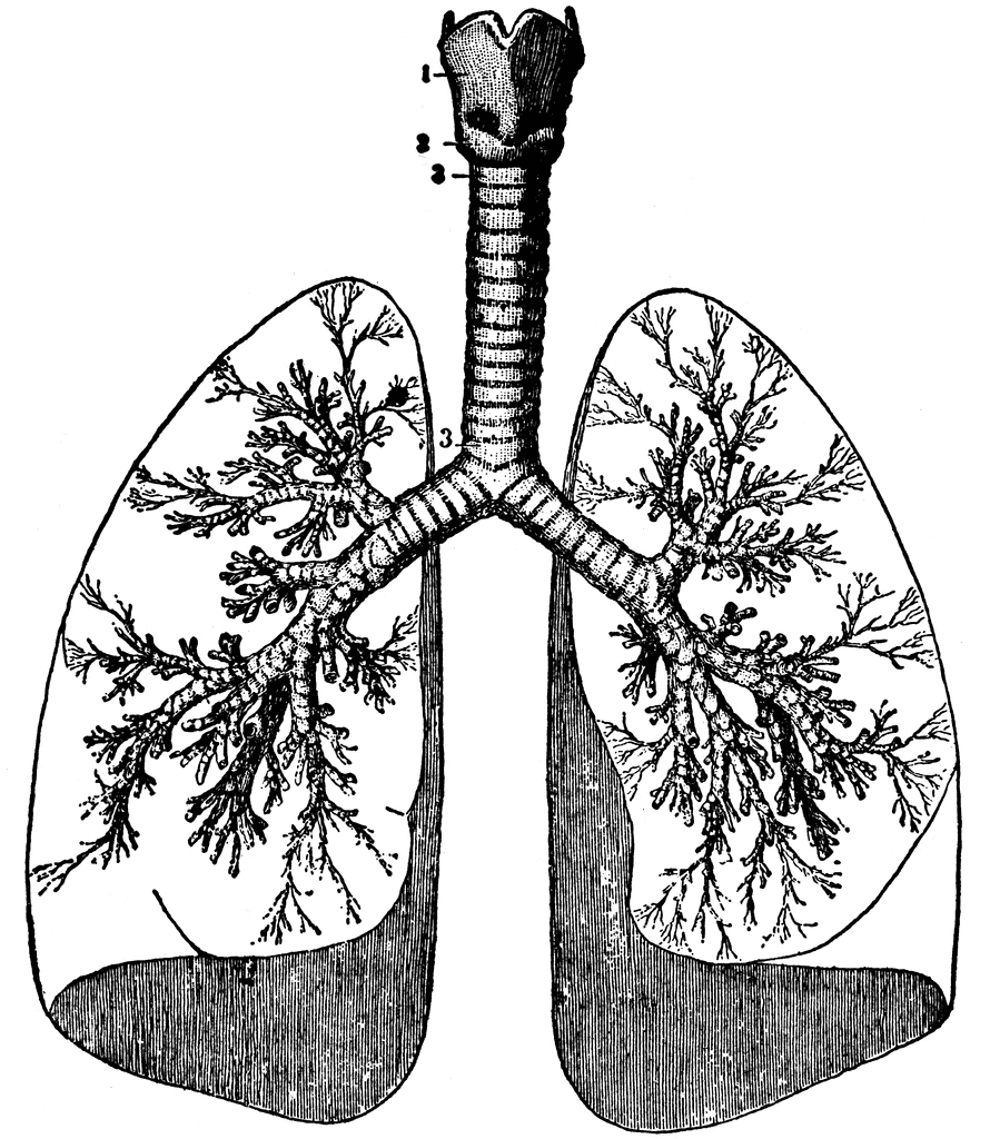 How to draw diagram of human lung easily  step by step  YouTube