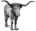 A Texas Longhorn. They are characterized by their horns, which can grow up to 7 feet for a cow, or 36 - 80 inches for a bull.