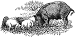 A Razorback pig, which is a general term for a feral pig or wild boar.