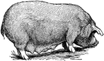 A hog that is raised for its lard, or pig fat.