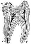 A sectional view of a human molar. The roots, or fangs, are shown covered by a layer of bone called "cement", which is represented by letter c. The center of the tooth is the vascular pulp-cavity v, d is ivory or dentine, and e is the hardest tissue of the body - enamel.