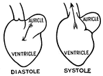 The cycle of the heart in its diastole (relaxation) state and its systole (contraction) state. The ventricles can be in a diastolic state, while the atria can be in a systolic state. An auricle is a small conical projection coming out of the atrium, but in some texts it represents the actual atrium. As the heart relaxes, blood enters from the other side and into the atria, then leaves and enters the ventricles. When the heart contracts, blood leaves the ventricles and goes back into the body.