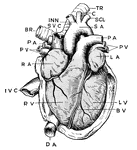 A complex anatomical view of the heart. RA is the right atrium, or auricle, which receives the deoxygenated blood by way of two superior vena cava (SVC) and one inferior vena cava (IVC). The blood passes through the right ventricle (RV) and is pumped up to the lungs via the pulmonary arteries (PA). At the lungs, the blood is reoxygenated and returns via the pulmonary vein (PV) and left atrium/auricle (LA). From there, the blood is passed to the left ventricle (LV) where the blood is pumped up through the systematic arch (SA) to the body. The systematic arch gives off a right innominate artery (INN), where the blood is then passed to the right and left carotid (C) and subclavian (SCL), where the blood goes to the head and arms respectively. It continues dorsally to the dorsal aorta (DA), which is the main artery that distributes blood to the whole body. TR is the windpipe, or trachea, BR is the bronchial tube that carries air to the lungs, and BV is a blood vessel on the wall of the heart.