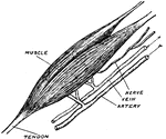 The upper bicep of the right arm. Included are the tendons, blood vessels, and its nerve.