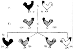 Mendelian chart for chickens. P is parent with black dominant and white recessive, F1 is the hybrid generation of "blue" Andalusians, illustrating imperfect dominance, F2 is the second generation with 25% pure black (DD), 50% blues (DR), and 25% pure whites with black spots (RR)