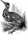 A bittern, a type of fowl, is about the size of a heron.