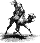 A swift camel, also referred to as a dromedary. The camel is an exceedingly large quadruped that was a very common beast of burden in the east.