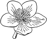 A type of marigold flower.