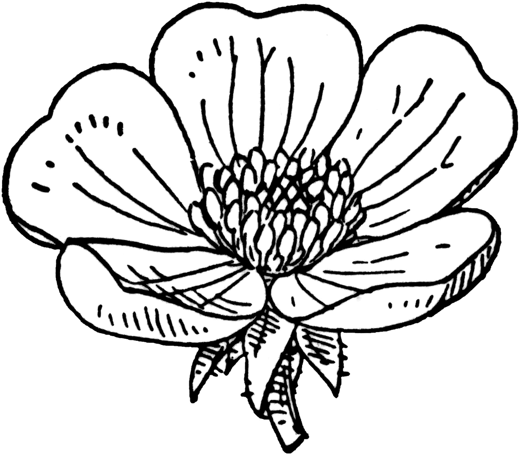 Buttercup ClipArt ETC