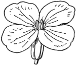 A type of flower.