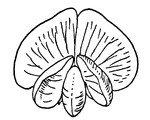 A type of flower.