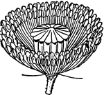 This illustration shows a poppy flower with its petals removed.