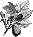 Fig plant.