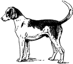 The Foxhound of Great Britain is a dog of notable pedigree. The modern Foxhound is descended from the old southern hound. Foxhounds are traditionally hunting dogs, trained in packs. They vary in size from 22 to 25 inches in height. Although they may not appear to be built for speed, Foxhounds have been known to cover a mile in under two minutes.