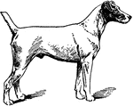 The Fox-terrier is not an old breed, only dating back about a century; but the fox-terrier's cleverness, sharpness, sprightliness, impudence, and pluck endear him wherever he goes. Several special clubs devote their attention to the fostering of this breed in Great Britain and in the United States.