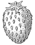 This is a classification of a type of fruit.