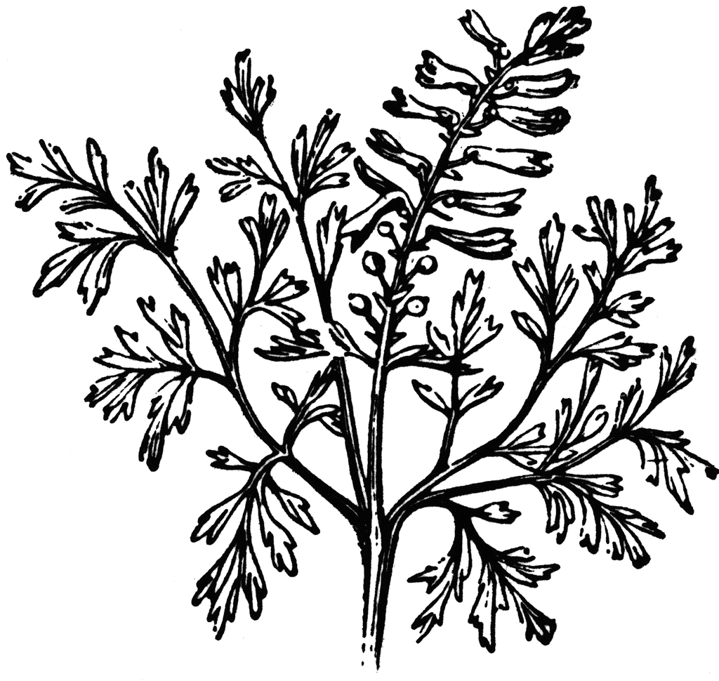 Common Fumitory | ClipArt ETC