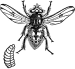 A gadfly, or Bot-fly, that lays its eggs on horses. After these eggs hatch on the skin, the larvae bore into the skin and create tumors ('warbles') beneath it. When fully fed, they leave their host and drop to the ground, bury themselves, and, after pupation, emerge as flies. This illustration is enlarged, and also shows the larvae.