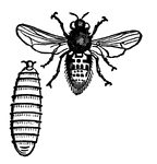 The Gadfly of the sheep lays its eggs in the nostrils of the sheep. There, the maggots hatch and live in the frontal sinuses until fully grown, they then drop to the ground and bury themselves. After pupation, they emerge as flies. This illustration is natural size and shows a Gadfly larvae.