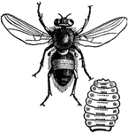 This illustration shows the Gadfly of the Ox. This illustration is enlarged, and also shows a Gadfly larvae.