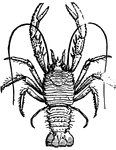 The Squat Lobster (the name often used for Galathea) is a genus of decapod crustacea. The body is lobster-like, but is broad and somewhat flattened, the tail being habitually carried in a bent position. Several species inhabit the northeastern Atlantic shores.