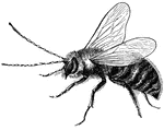 An image of a fly, a species of insect.