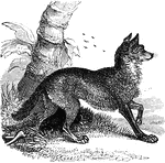 A picture of a fox.