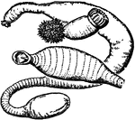 Gepyrea is a name formerly given to a class of worms which included three families: (1) Priapulidae; (2) Sipunculidae; (3) Echiuridae. The three families have little in common, and the class Gephyrea has ceased to exist in strict systematic zoology. This illustration shows and example from each of the three families: (1) Priapulus caudatus; (2) Sipunculus nudus; (3) Echiurus Pallasi.