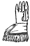 This illustration shows the glove of Oliver Cromwell, a 17th century English military and political leader.