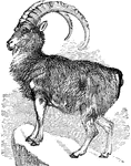 An ibex.