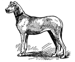 The Great Dane is a dog which has at different times been called the 'boar-hound', the 'German Mastiff', and the 'Ulmer dog'. It first began to attract attention about 1870. The grand figure, the bold outlook, and the commanding appearance of the type commended it to certain enthusiasts; and when it was found to be faithful, and intelligent, and of unfailing courage, it soon came into favor. The latest development of the breed is a harlequin-colored or black and white dog, sometimes with a wall eye and mottled nose. The Great Dane stands 34 in. high, and weighs as much as 180 lbs.; though the bitch is considerably smaller and lighter.