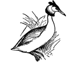 The Great Crested Grebe (Lophæthyia cristata) is a fresh-water, migratory, diving bird of the family Podicipidæ. It has a duck-like body, brownish and white plumage, long neck, short wings, no tail, and large, flattened toes furnished with lobate membranes serving the purpose of webs. Most of its life is spent in fresh water  lakes and ponds, but in winter and during migration, it often resorts to the sea. It is an excellent diver. The nest is made of rushes and other aquatic plants and usually floats on the water, being loosely anchored to weeds and grass. It is found in nearly all parts of Europe and Asia.