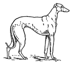 The Greyhound as a show dog is judged as follows: height and weight, ranging from 23 to 27 in. and from 40 to 70 lbs.; skull rather wide between the ears and flat on the top, with powerful, though not clumsy, jaws, and very strong teeth; eyes dark in color, and full of fire; ears rather small, and fine in texture; neck long and powerful (to enable it to reach the hare) yet graceful looking; chest of fair width, and very deep; body rather long, extremely powerful, especially at the loins, and slightly arched -- the back ribs being short, make the body appear tucked up; shoulders sloping; fore legs set in well under the dog, straight and powerful, with round, compact feet, the knuckles of the toes being well developed; hind quarters very powerful, with muscular thighs and well-bent stifles; tail long, and carried low; colors black, red, fawn, brindled, blue, white, either whole-colored or marked.
