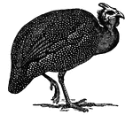 Guinea Fowl are the African representatives of the pheasants, from which they differ in that the plumage of both sexes is alike. The origin of the domesticated stock is <i>Numida meleagris</i>, from W. Africa. A number of other species occur in other parts of Africa. In the black guinea fowl (<i>Phasidus niger</i>), which ranges from Cape Lopez to Loango, spurs are present in the male as in pheasants. Guinea fowl are nearly all gregarious, are ground feeders, and roost in trees. Most species seek to escape danger by running rather than by flying. As in the turkeys, parts of the head and neck are without feathers, and these bare patches are often highly colored.