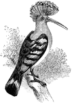 Lapwing, or hoopoe bird.